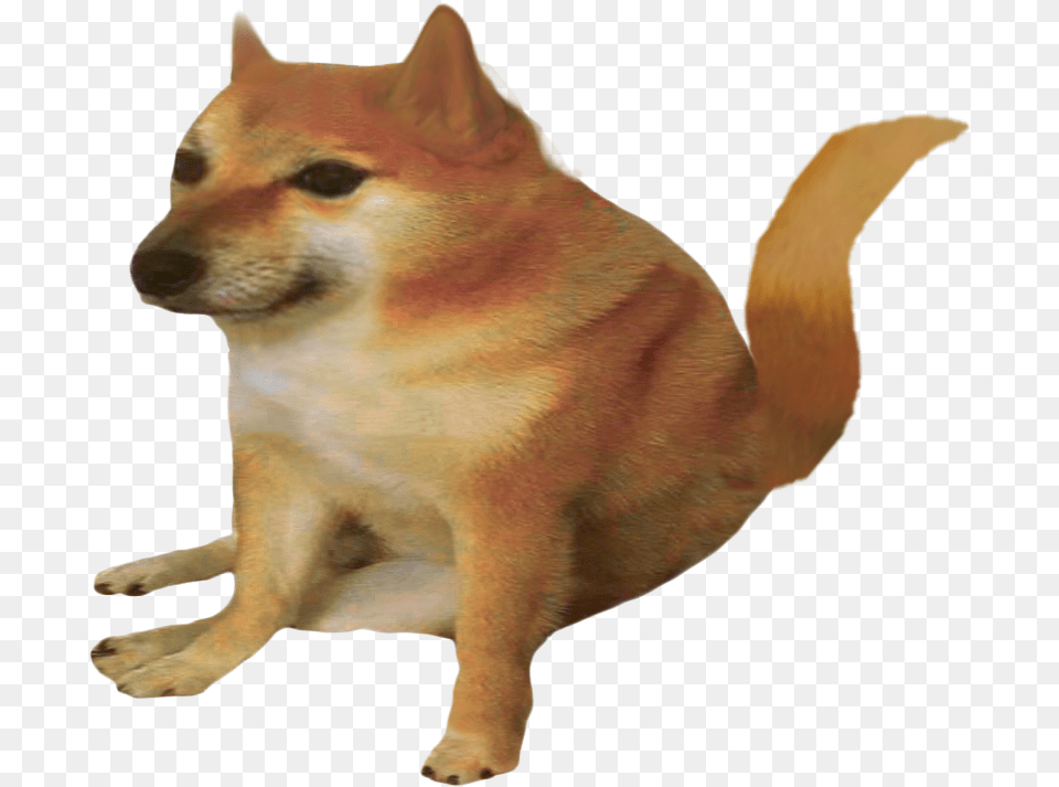 Foxe Kit Cheems, Animal, Canine, Dog, Mammal Png