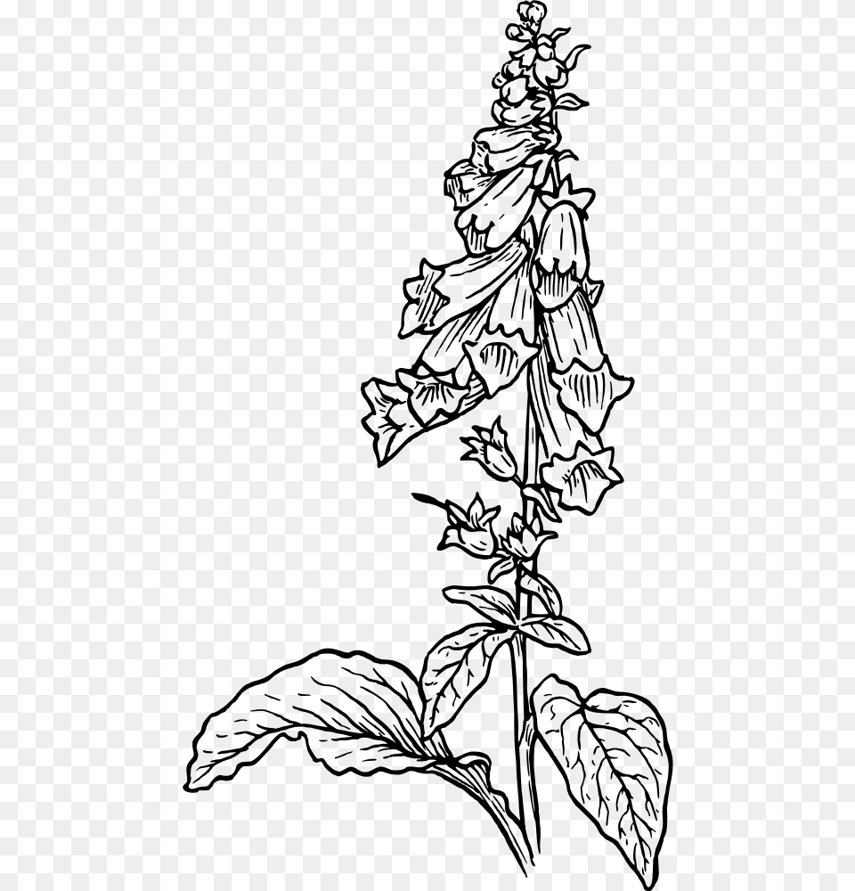 Foxglove Black And White Foxglove Drawing Foxglove Drawing, Gray Free Png Download