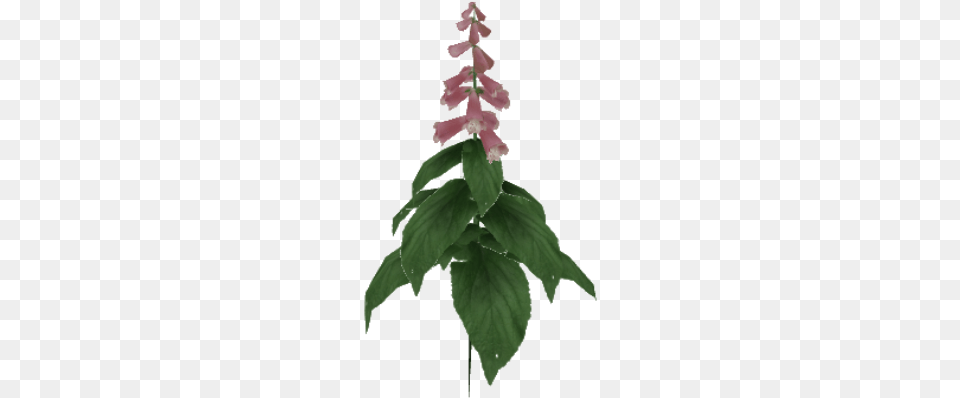 Foxglove Christmas Tree, Flower, Plant, Leaf, Petal Png Image