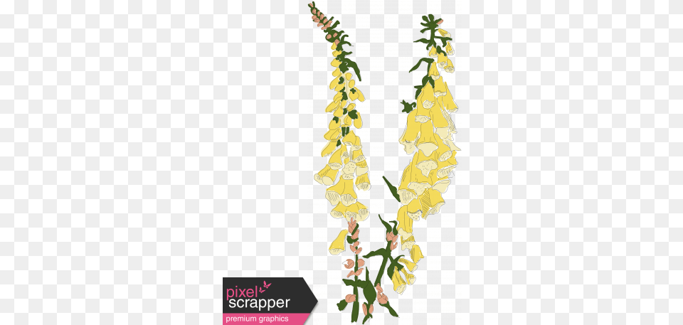 Foxglove Color Illustration Illustration, Flower, Plant Png Image