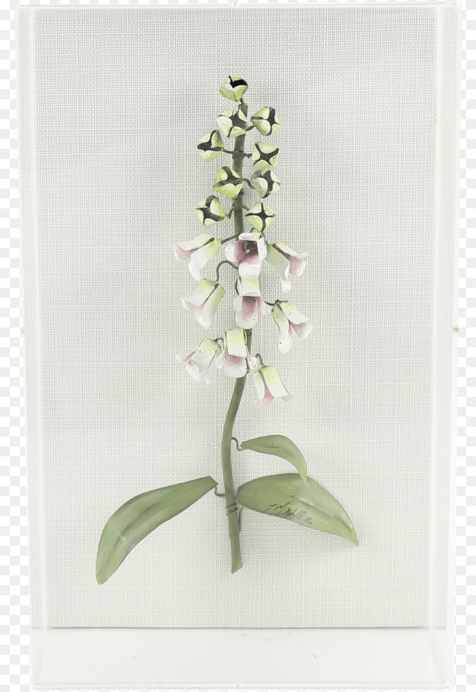 Foxglove Fly Orchid, Flower, Plant, Flower Arrangement, Petal Png