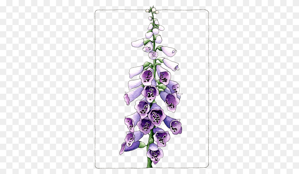 Foxglove Grape Hyacinth, Flower, Plant, Petal, Chandelier Png
