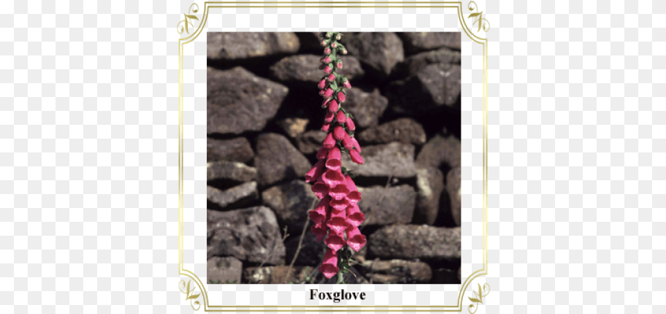 Foxglove Picture Frame, Flower, Plant, Petal Free Transparent Png