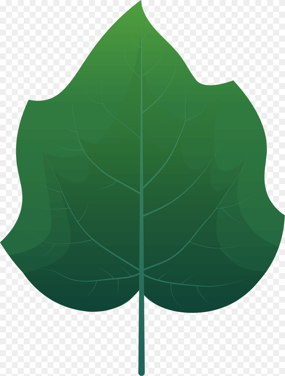 Foxglove Tree Spring Leaf Clipart, Plant, Oak, Sycamore, Person Png Image