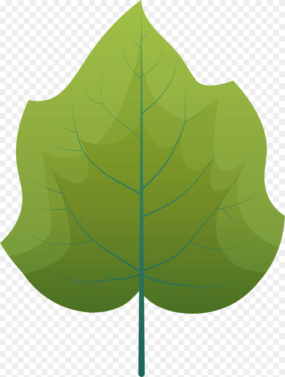 Foxglove Tree Summer Leaf Clipart, Plant, Oak, Sycamore, Animal Png Image