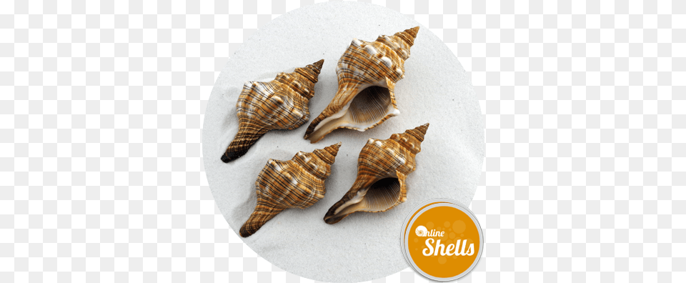 Foxhead Large 75 10cm Online Shells Buy Sea Shells Lovely, Animal, Invertebrate, Sea Life, Seashell Free Transparent Png