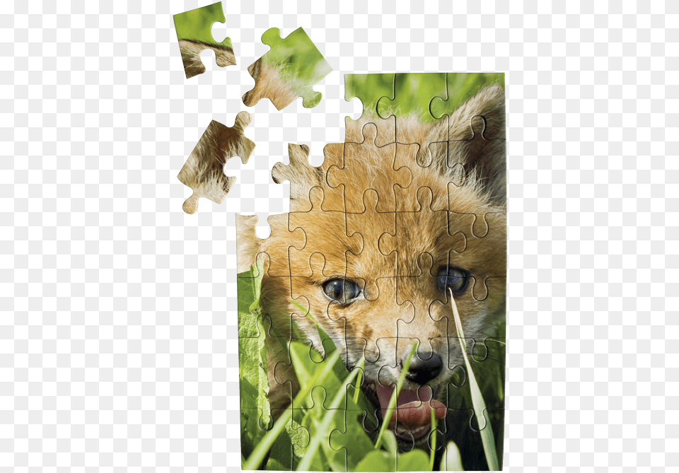Foxpuzzle Dog Shakes Water Off, Animal, Lion, Mammal, Wildlife Free Png