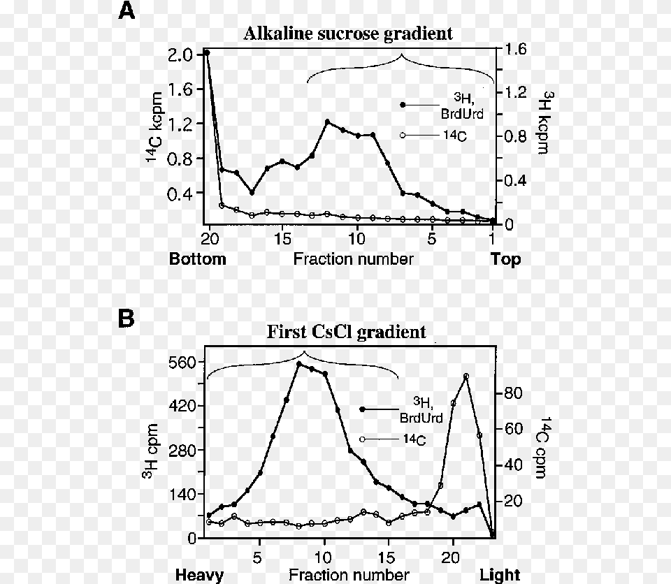 Fractionation Of Nascent Dna Strands According To Size Metro, Gray Free Png