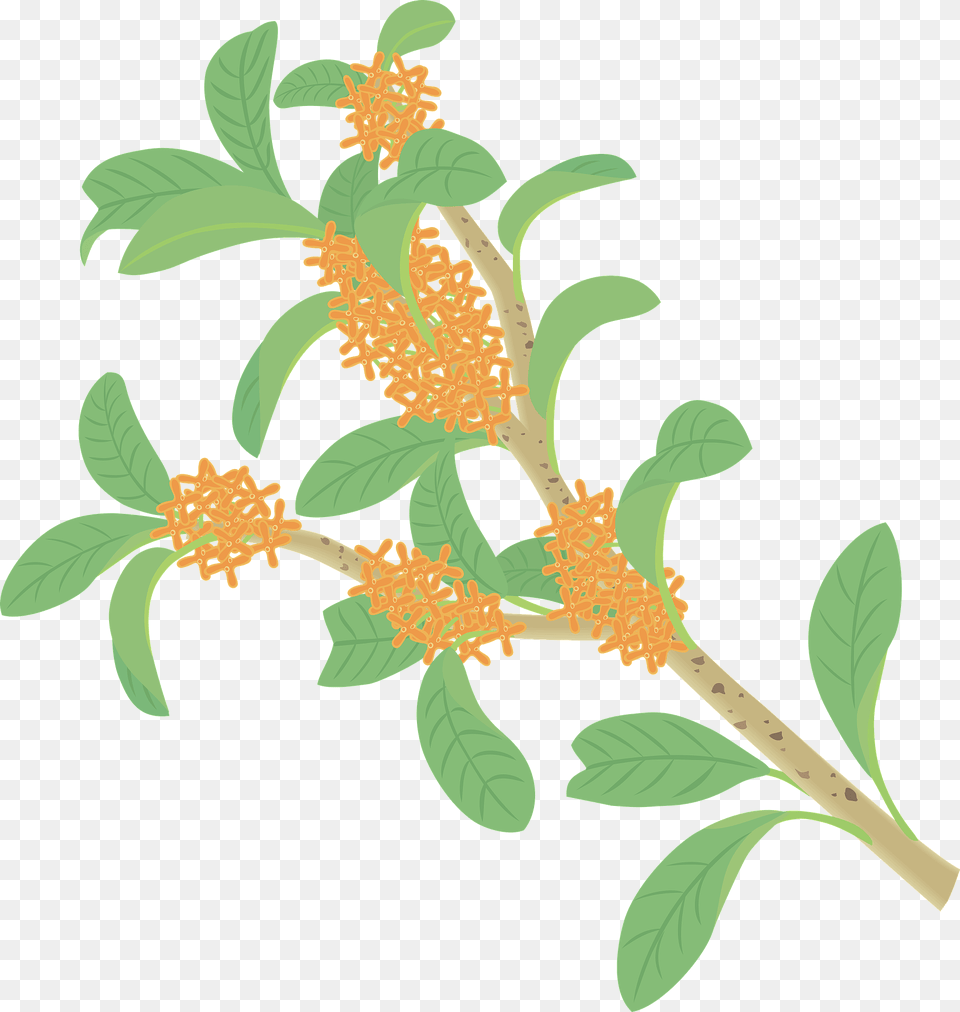 Fragrant Olive Branch Clipart, Leaf, Plant, Pollen, Vegetation Png Image