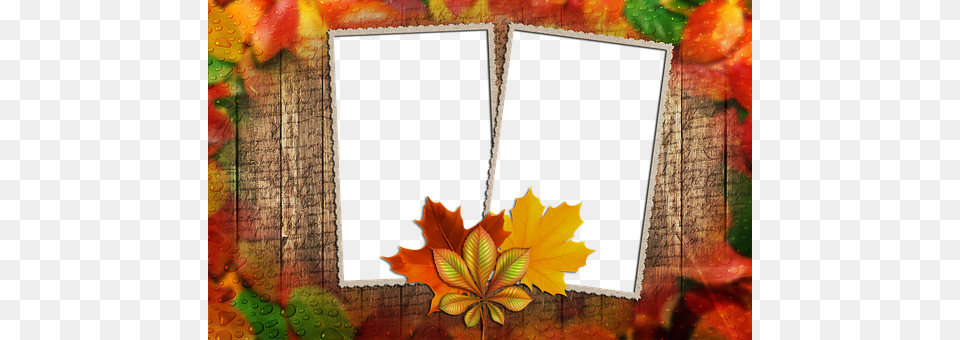 Frame Leaf, Plant, Tree, Art Png