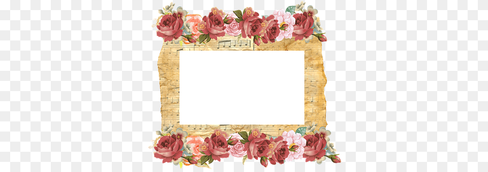 Frame Rose, Plant, Flower, Cream Png