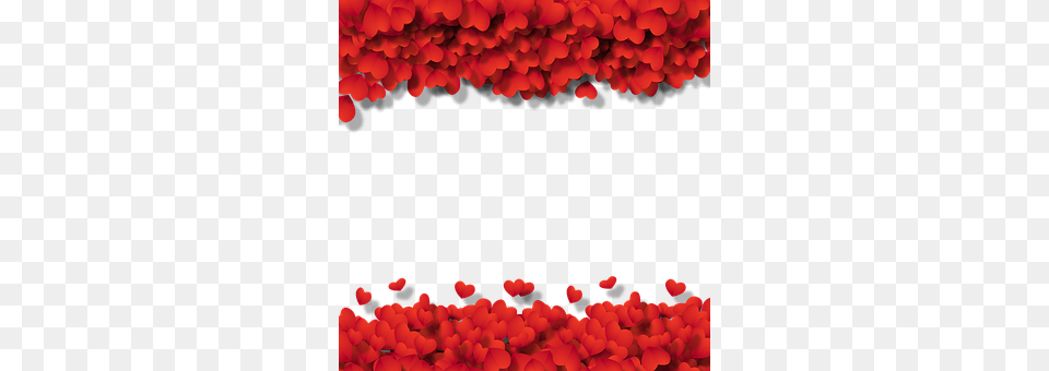 Frame Flower, Petal, Plant, Accessories Png Image