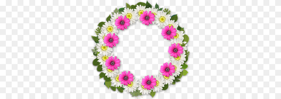 Frame Plant, Flower, Daisy, Flower Arrangement Png Image