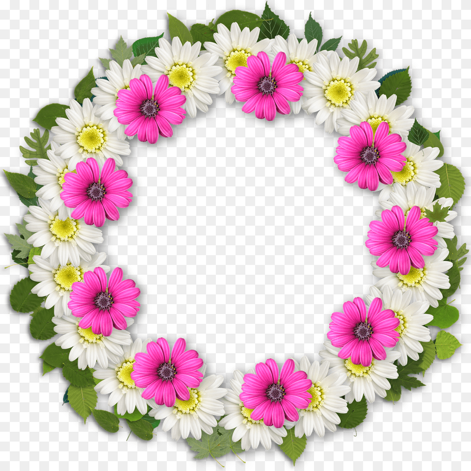 Frame Daisy, Flower, Flower Arrangement, Plant Free Png Download