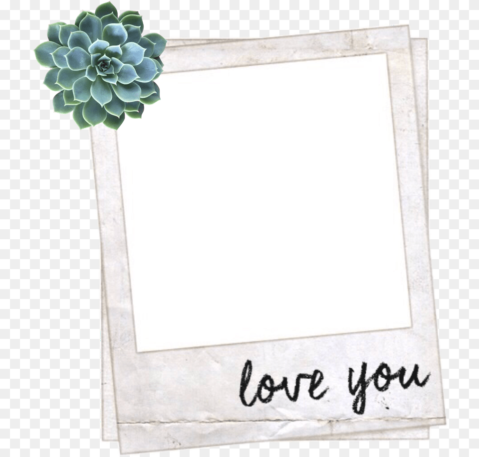 Frame Aesthetic Tumblr Polyvore Succulent Love You Overlay, White Board, Blackboard Free Transparent Png