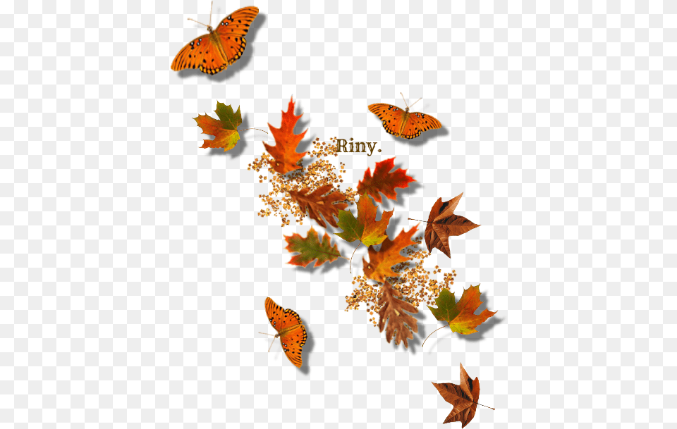 Frame Autumn Leaves, Leaf, Plant, Tree, Maple Free Png
