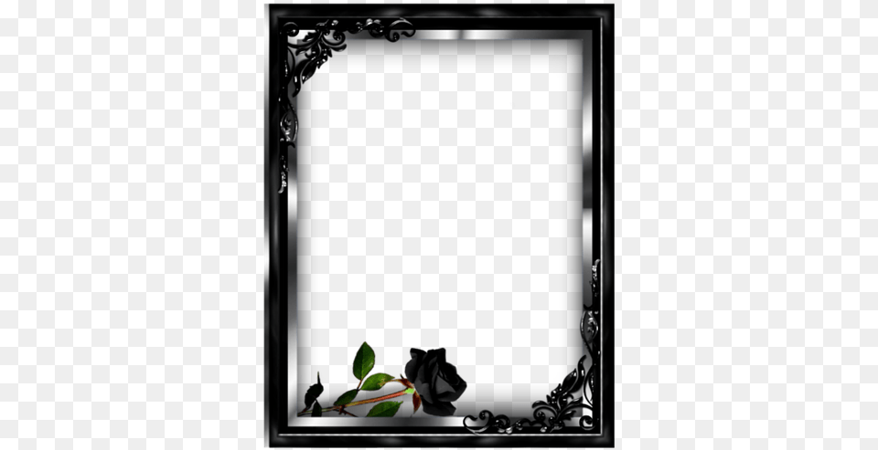 Frame Black Rose Picture Design Border Mesaj De Multumiri Pt Condoleante, Bud, Flower, Leaf, Plant Png