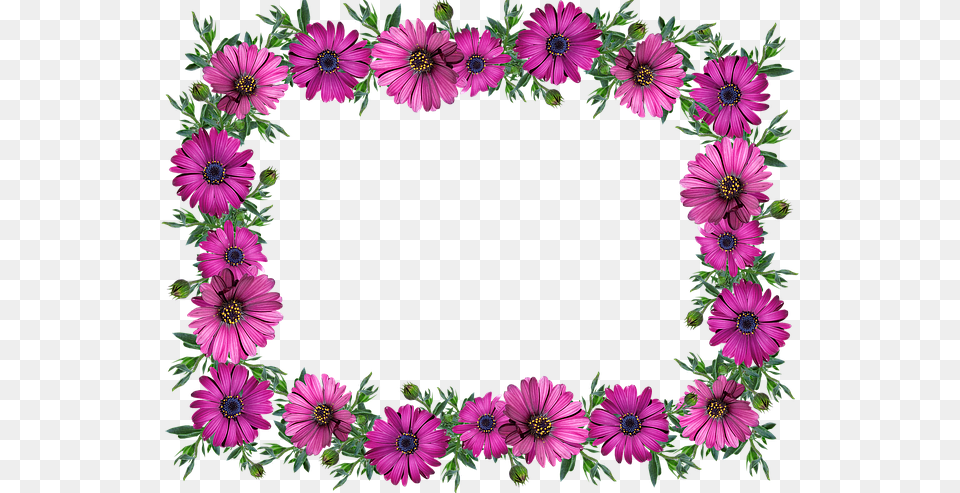Frame Border Daisies Decoration Label Kwiaty Gify Bez Ta, Purple, Plant, Flower, Daisy Png Image