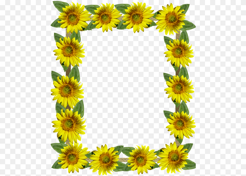 Frame Border Sunflowers Aesthetic Sunflower, Flower, Plant, Daisy Free Transparent Png