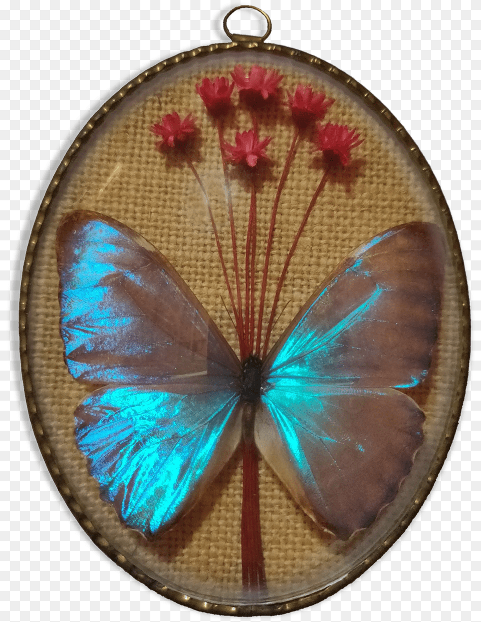 Frame Butterfly Morpho Aureolasrc Https Lycaenid, Accessories, Embroidery, Pattern, Jewelry Png