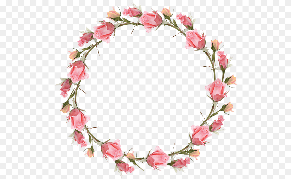 Frame Flower, Plant, Rose, Petal, Flower Arrangement Free Png