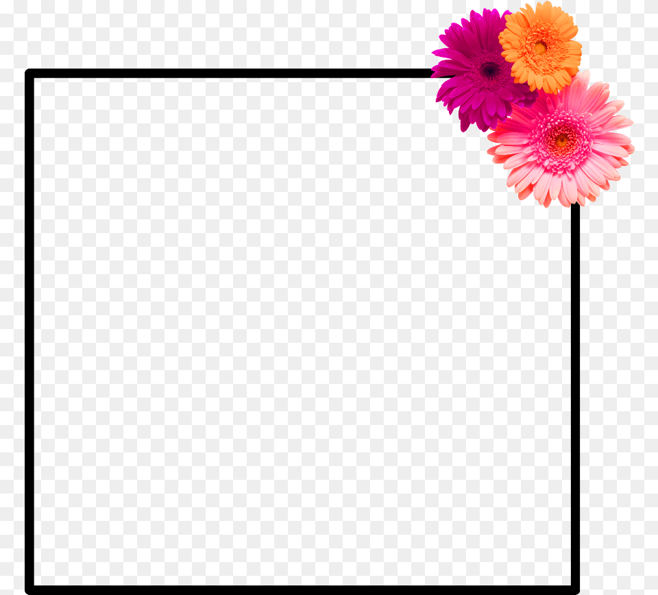 Frame Flower Frame Flower Spring Is Coming Hellospring Gerbera, Anemone, Daisy, Petal, Plant Png Image