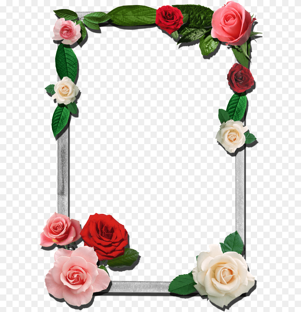 Frame For Adobe Photoshop, Flower, Plant, Rose, Petal Free Png