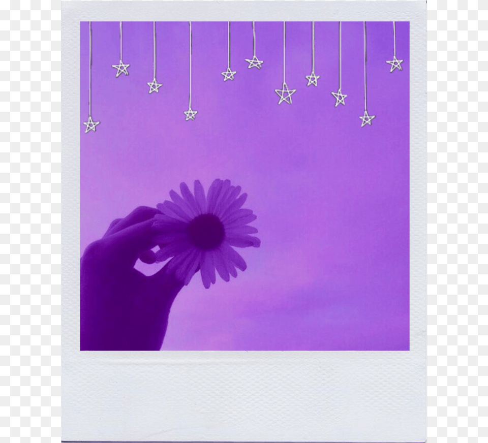 Frame Purple Aesthetic Tumblr Aesthetic Purple Picture Frame, Daisy, Plant, Flower, Petal Free Png Download