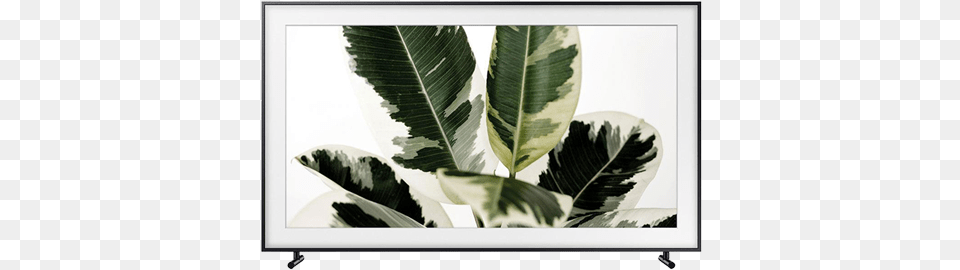 Frame Tv Black Friday, Leaf, Plant, Herbal, Herbs Free Transparent Png