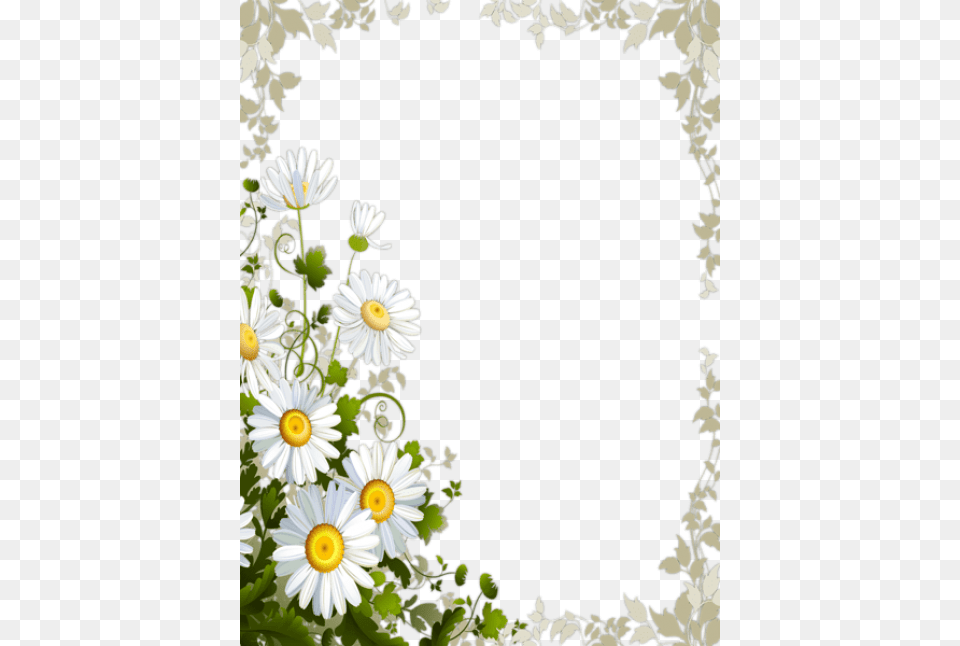 Frame With Daisies Images, Plant, Daisy, Flower, Petal Free Transparent Png