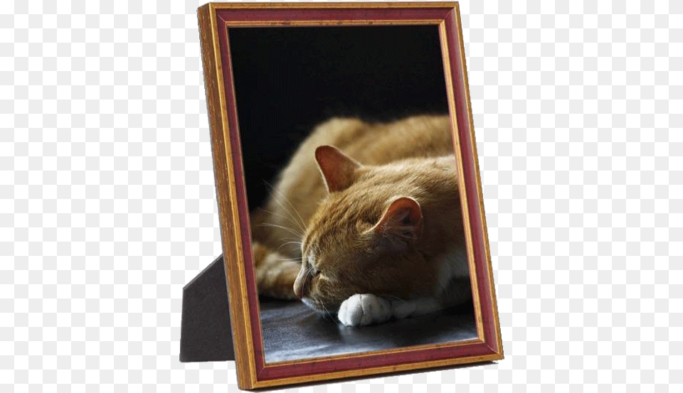 Frame With Photo, Animal, Cat, Mammal, Pet Png Image