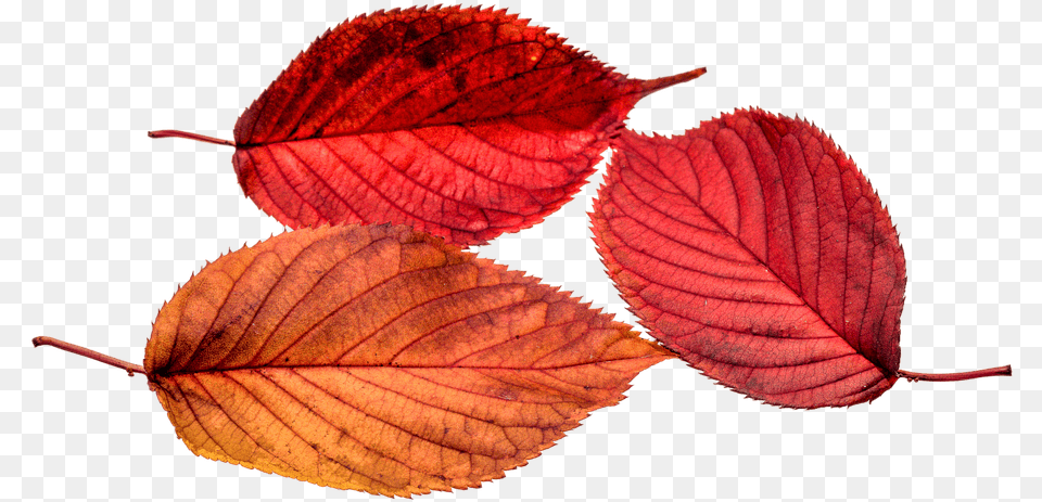 Framed Art For Your Wall Autumn Leaf Leaf Transparent Fall, Plant Png Image