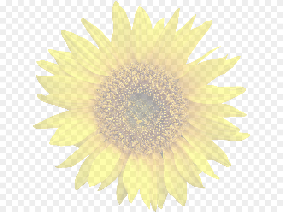 Framed Art For Your Wall Isolated Graphic Sun Flower Transparente Girassol, Plant, Sunflower Free Png Download