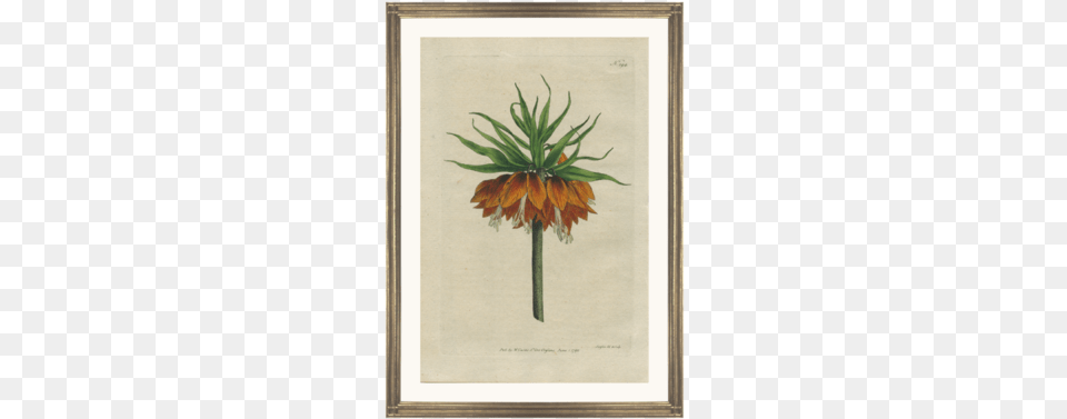 Framed Fine Art Antique Botanical Hand Colored Engraving Giclee Painting Curtis39 Crown Imperial, Leaf, Plant, Flower Free Transparent Png
