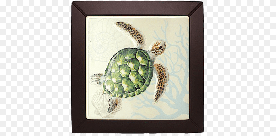 Framed Hawaii, Animal, Sea Turtle, Sea Life, Reptile Png Image