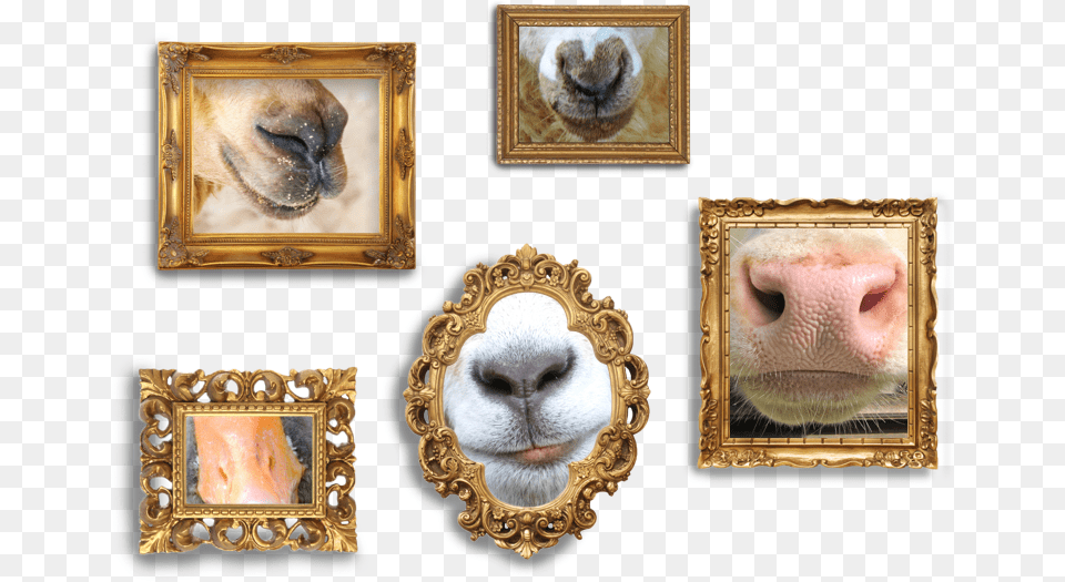 Framed Pictures Of Animal Noses Picture Frame, Snout, Art, Collage, Photography Png