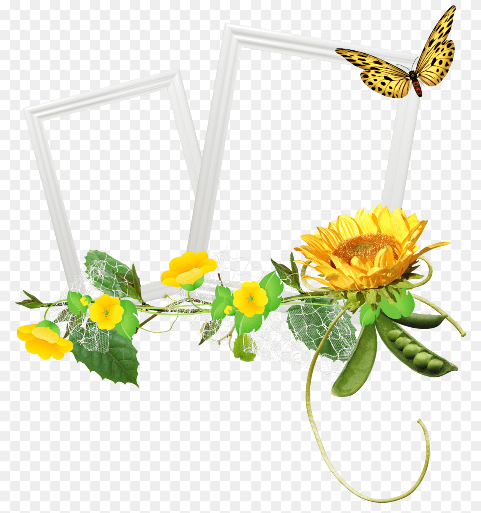 Frames, Flower, Plant, Flower Arrangement, Sunflower Free Transparent Png