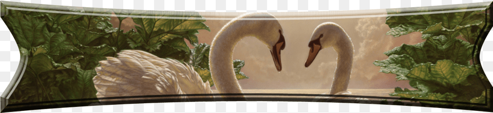 Frames And Borders Imagenes De Cisnes Enamorados, Animal, Beak, Bird, Plant Free Png Download