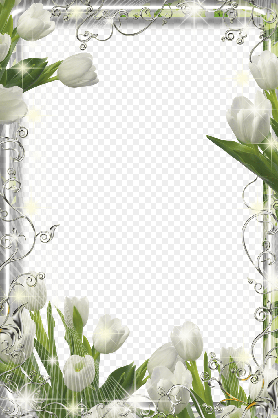 Frames Flores E Cores Jasmine, Flower, Flower Arrangement, Plant, Petal Free Transparent Png
