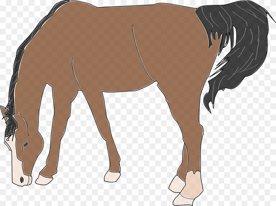 Frames Illustrations Hd Clip Art Horse Eating, Animal, Colt Horse, Mammal, Adult Free Transparent Png