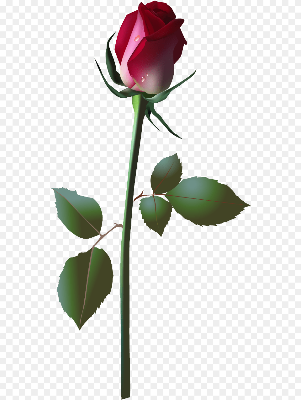 Framespng Pink Rose Vector Vector Flowers, Flower, Plant, Person Png