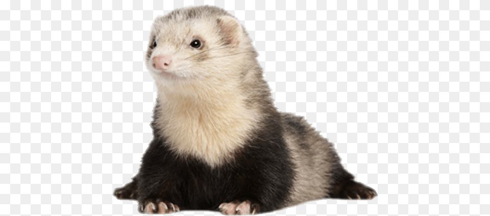 Framework Sad Mink, Animal, Mammal, Rat, Rodent Png