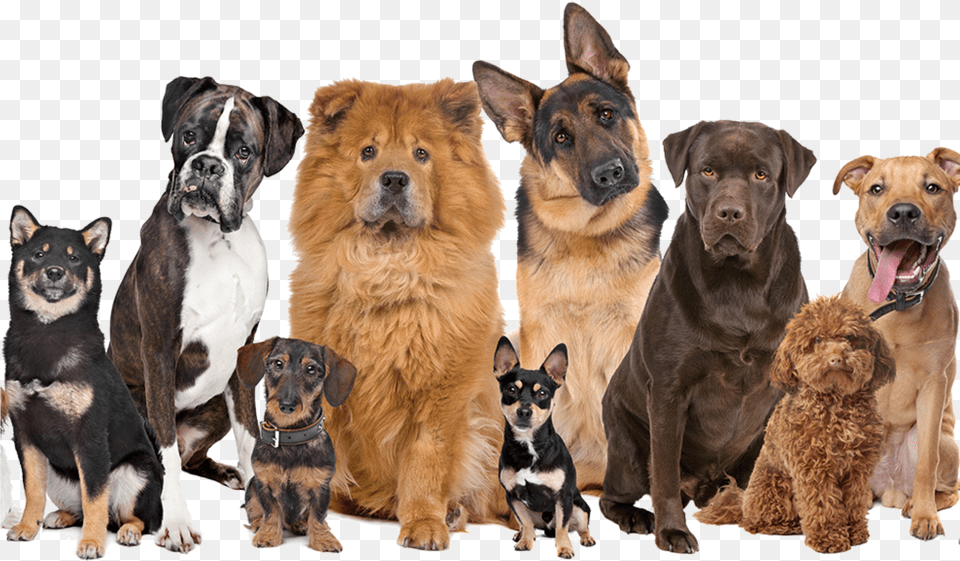 Francesca S Barking Mad Blog Large Group Of Dogs, Animal, Canine, Dog, Mammal Free Transparent Png