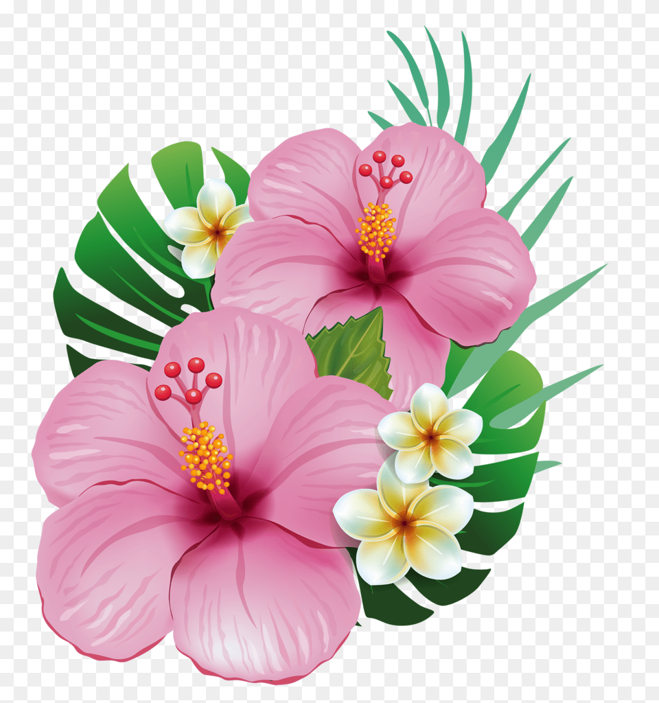 Franch Butta Flores Dibujos Pinturas, Anther, Flower, Plant, Hibiscus Free Png