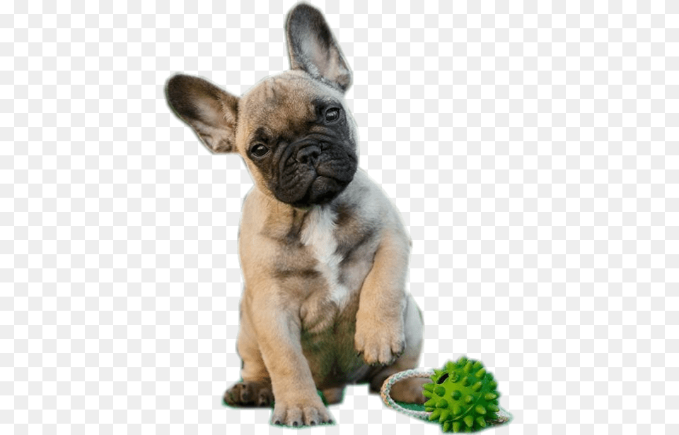 Francuzskij Buldog Shenok Palevij, Animal, Bulldog, Canine, Dog Free Transparent Png