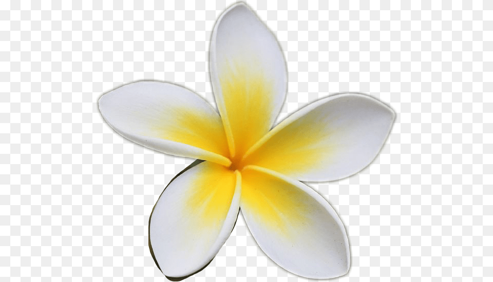 Frangipani, Flower, Petal, Plant Png Image