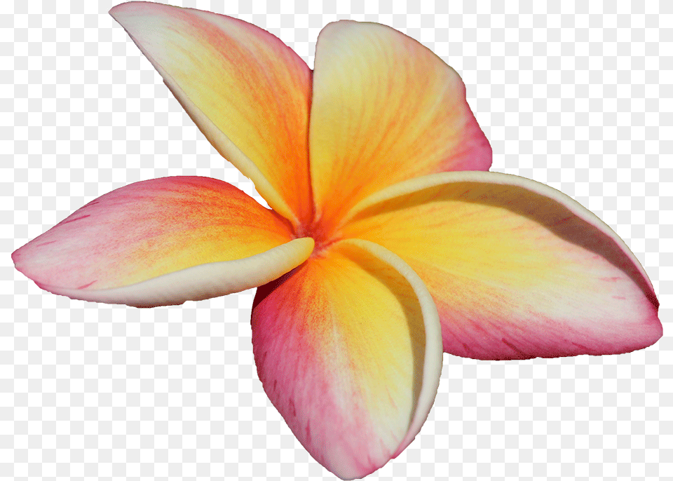 Frangipani 2013, Flower, Petal, Plant, Dahlia Free Transparent Png