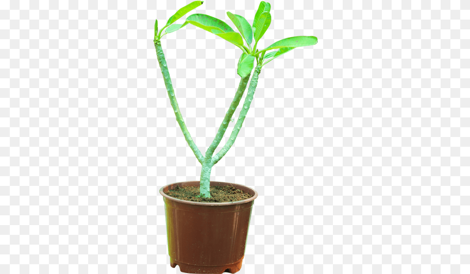 Frangipani, Leaf, Plant, Potted Plant, Tree Free Png