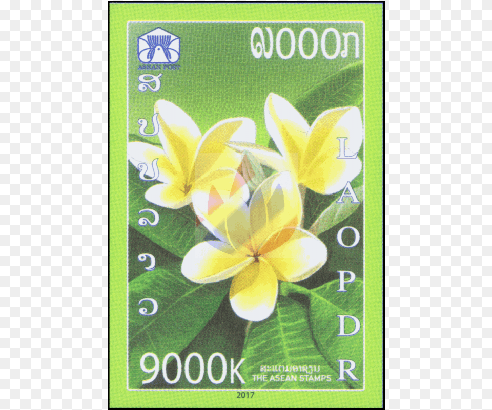 Frangipani, Flower, Plant, Advertisement, Poster Free Png
