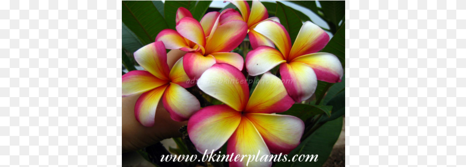 Frangipani, Flower, Petal, Plant, Flower Arrangement Free Transparent Png